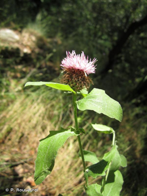 <i>Centaurea pectinata</i> L., 1763 © P. Rouveyrol