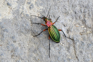 <i>Carabus auronitens costellatus</i> Géhin, 1882 © J. Touroult