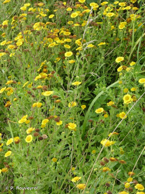 <i>Pulicaria dysenterica</i> (L.) Bernh., 1800 © P. Rouveyrol