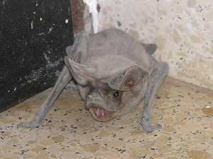 Tadarida Teniotis263.JPG © Emanuel Yellin - עמנואל ילין