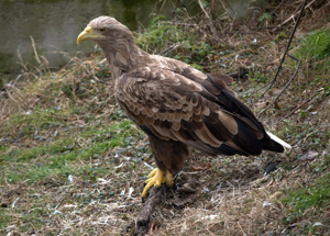Haliaeetus albicilla -captive-8a.jpg © Karlo