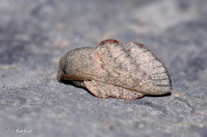 <i>Phyllodesma suberifolium</i> (Duponchel, 1842) © J. Barbut