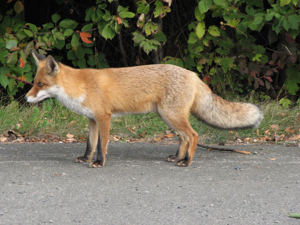 Fuchs Profil.jpg © Bernd Blumhardt