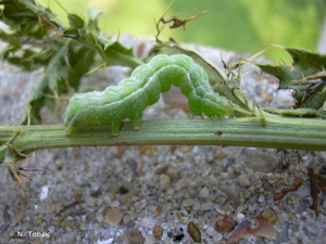 <i>Diachrysia chrysitis</i> (Linnaeus, 1758) © N. Tobak