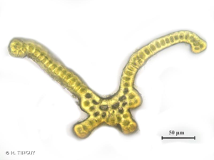 <i>Grimmia ramondii</i> (Lam. & DC.) Margad., 1972 © H. TINGUY