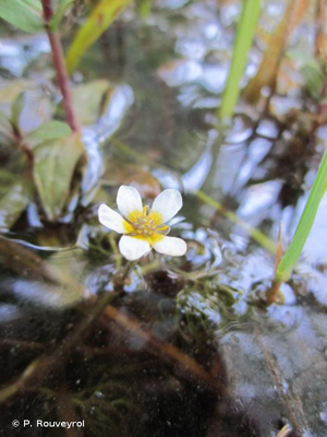 <i>Ranunculus trichophyllus</i> Chaix, 1785 © P. Rouveyrol