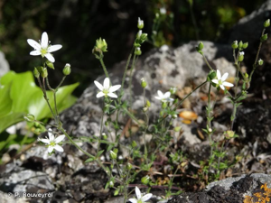 <i>Arenaria hispida</i> L., 1753 © P. Rouveyrol