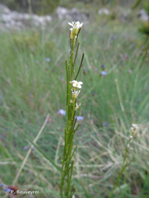 <i>Arabis planisiliqua</i> (Pers.) Rchb., 1838 © P. Rouveyrol