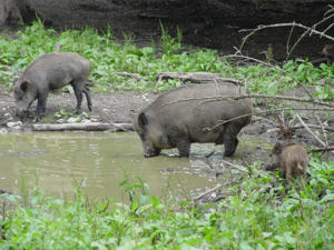 Wildschweine Josefslust.JPG © Zollernalb