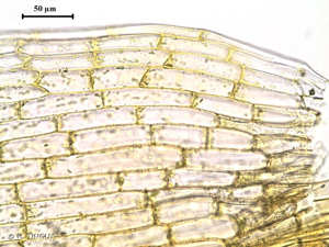 <i>Pterygoneurum ovatum</i> (Hedw.) Dixon, 1934 © H. TINGUY