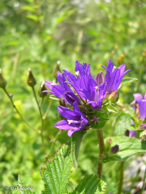 <i>Campanula glomerata </i>subsp.<i> glomerata</i> L., 1753 © O. Escuder