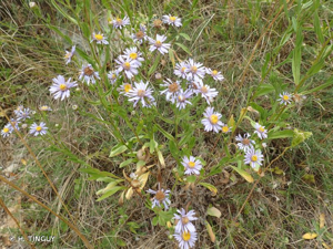 <i>Galatella sedifolia </i>subsp.<i> rigida</i> (DC.) Greuter, 2005 © H. TINGUY