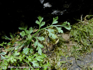 <i>Asplenium </i>x<i> costei</i> Litard., 1911 © S. Sant/Parc Amazonien de Guyane