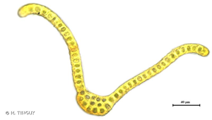 <i>Racomitrium affine</i> (F.Weber & D.Mohr) Lindb. © H. TINGUY