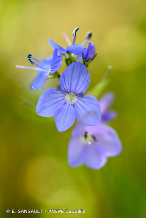 <i>Veronica scheereri</i> (J.-P.Brandt) Holub, 1973 © E. SANSAULT - ANEPE Caudalis