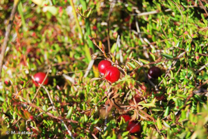 <i>Vaccinium microcarpum</i> (Turcz. ex Rupr.) Schmalh., 1871 © M. Latour