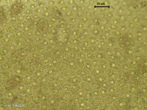 <i>Fissidens fontanus</i> (Bach.Pyl.) Steud., 1824 © H. TINGUY