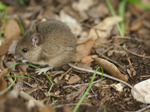 Mulot sylvestre © Hans Hillewaert