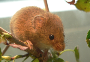 Micromysminutus1.jpg © Hecke