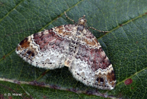 <i>Xanthorhoe spadicearia</i> (Denis & Schiffermüller, 1775) © D. Morel