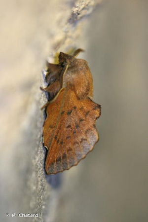 <i>Phyllodesma tremulifolium</i> (Hübner, 1810) © P. Chatard
