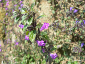 <i>Clinopodium alpinum</i> (L.) Kuntze, 1891 © P. Gourdain