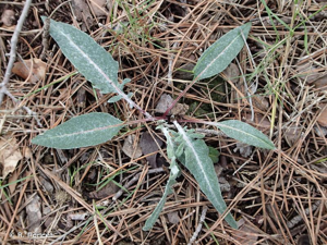 <i>Rhaponticum coniferum</i> (L.) Greuter, 2003 © A.-H. Paradis & R. Poncet