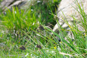 <i>Carex parviflora</i> Host, 1801 © J. Thevenot