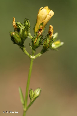 <i>Hypericum montanum</i> L., 1755 © S. Filoche