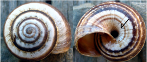 Cernuella virgata Spain.jpg © Xvazquez