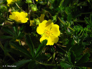 <i>Potentilla verna</i> L., 1753 © F. Michalke