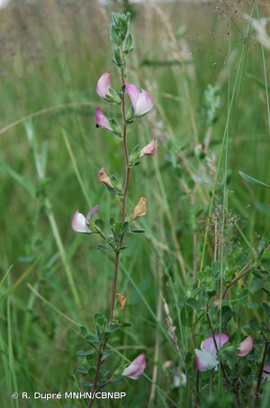 <i>Ononis spinosa </i>subsp.<i> spinosa</i> L., 1753 © R. Dupré MNHN/CBNBP