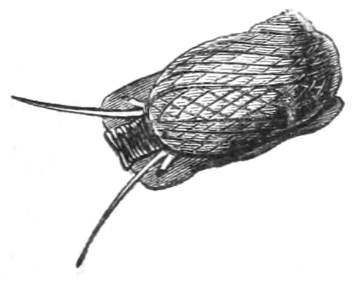 Natural History - Mollusca - Neritina fluviatilis.png © Commons