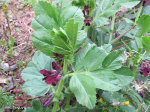 <i>Vicia serratifolia</i> Jacq., 1778 © H. Tinguy