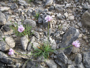 <i>Armeria girardii</i> (Bernis) Litard., 1955 © P. Rouveyrol