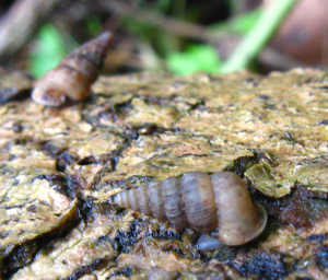 Cochlostoma septemspirale.jpg © Cédric Audibert