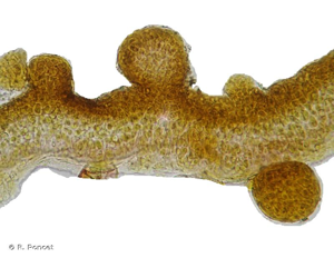 <i>Collema furfuraceum</i> (Arnold) Du Rietz © A.-H. Paradis & R. Poncet