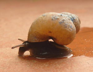Pomatias elegans lateral.JPG © Bestiasonica