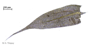 <i>Brachythecium tenuicaule</i> (Spruce) Kindb., 1900 © H. Tinguy