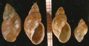 Stagnicola palustris.jpg © Francisco Welter Schultes