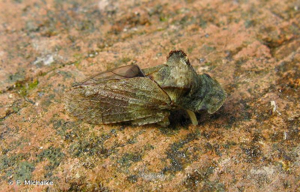 <i>Ledra aurita</i> (Linnaeus, 1758) © F. Michalke