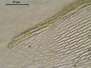 <i>Oxyrrhynchium hians</i> (Hedw.) Loeske, 1907 © H. TINGUY