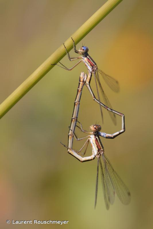 <i>Lestes virens virens</i> (Charpentier, 1825) © Laurent Rouschmeyer