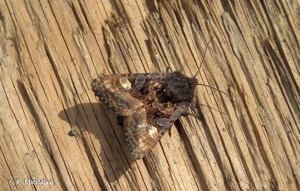 <i>Euplexia lucipara</i> (Linnaeus, 1758) © F. Michalke