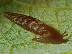 Clausiliidae - Clausilia bidentata crenulata-5.JPG © Hectonichus