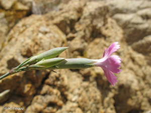 <i>Dianthus longicaulis</i> Ten., 1819 © H. Tinguy
