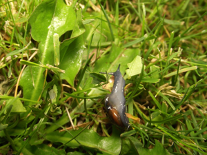 Oxychilus snail 1.jpg © Robert Reisman (WooteleF)