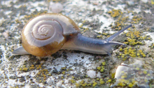 Oxychilus draparnaudi.jpg © Michal Maňas (User:Snek01)