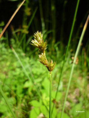 <i>Carex leporina</i> L., 1753 © P. Gourdain
