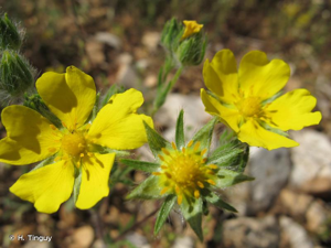 <i>Potentilla pedata</i> Willd. ex Hornem., 1815 © H. Tinguy